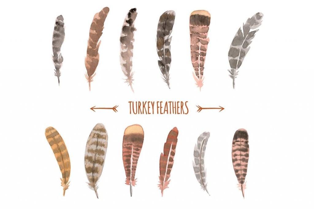 Watercolor Turkey Feathers