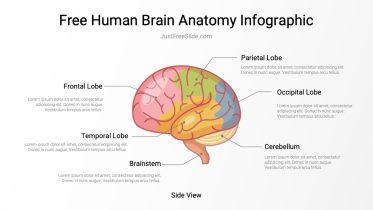 Free Human Brain Anatomy (side view) Infographic