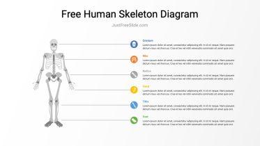 Free Human Skeleton Diagram PowerPoint Template