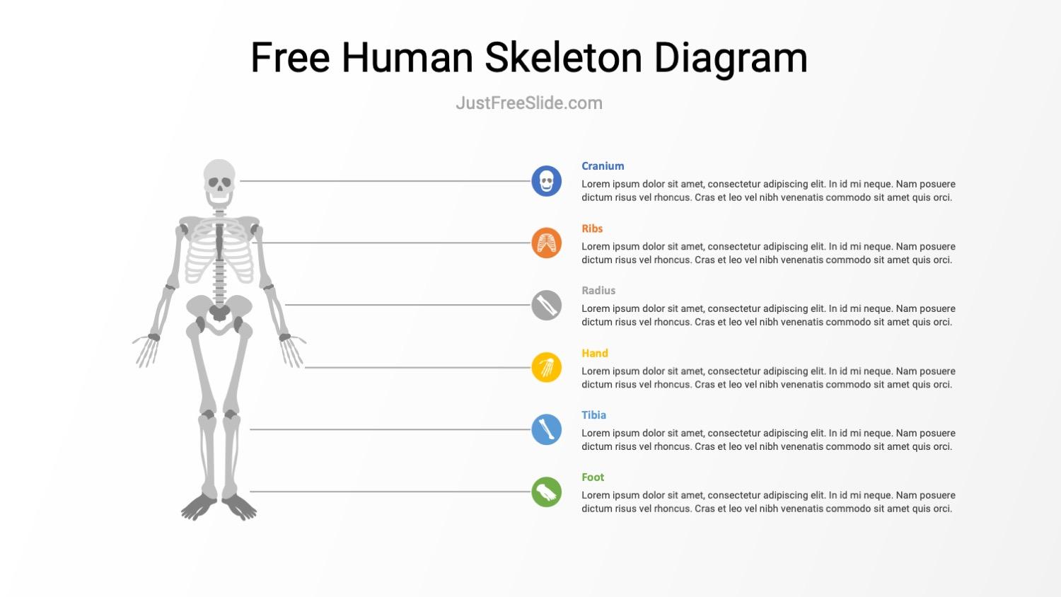 Free Human Skeleton Diagram