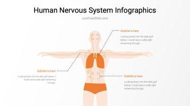 Human Nervous System Infographics