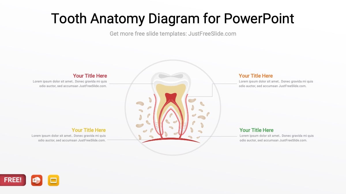 Free Dental Tooth Diagram for PowerPoint
